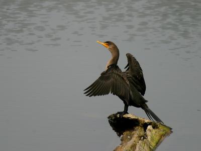 double-crested cormorant 5