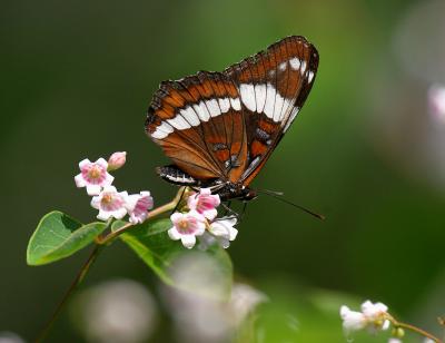 butterfly-white admiral