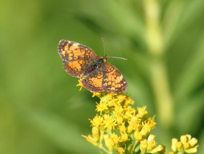 butterfly-northern pearl crescent