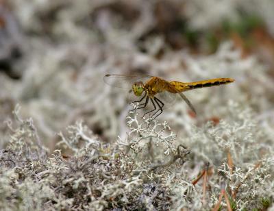 cherry-faced meadowhawk