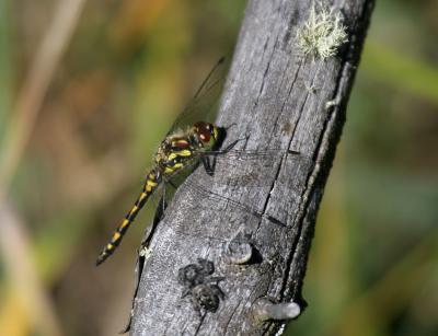 dragonfly-black meadowhawk