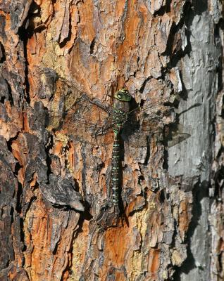 dragonfly-darner