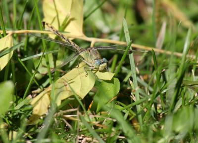 dragonfly-pale snaketail