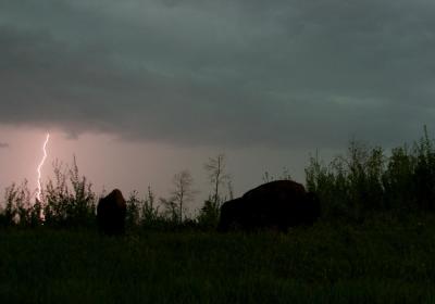 bison  lightning