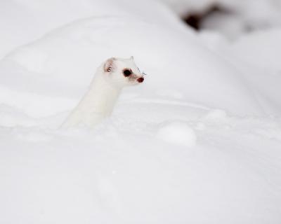 short-tailed weasel 1