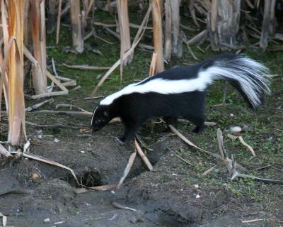 striped skunk 2