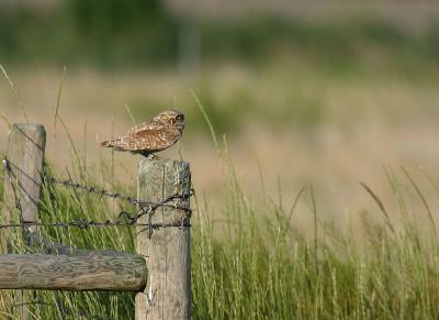 u20/gerald_r/medium/36489842.burrowingowl.jpg