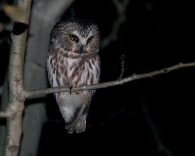 u20/gerald_r/medium/36489843.sawwhetowl13.jpg