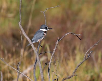 belted kingfisher.