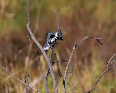 u20/gerald_r/medium/36489861.beltedkingfisher6.jpg