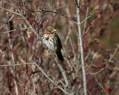 fox sparrow