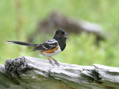 spotted towhee 2