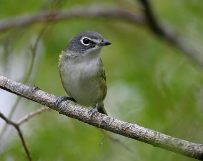 blue-headed vireo