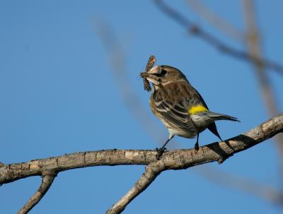 yellow-rumped warbler with moth
