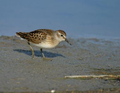 least sandpiper 3