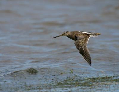 u20/gerald_r/medium/36490679.longbilleddowitcher6.jpg