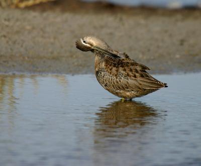 u20/gerald_r/medium/36490680.longbilleddowitcher7.jpg