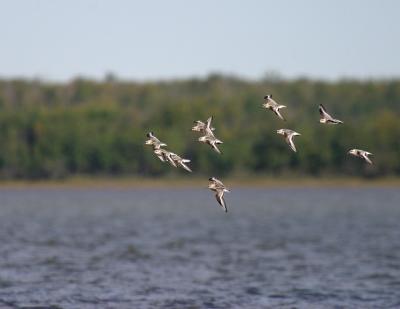 sanderlings in flight
