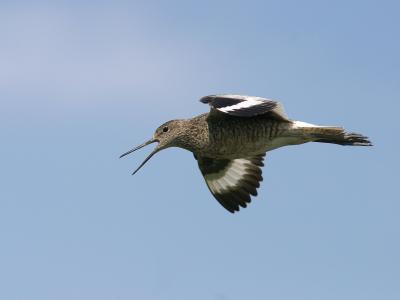 willet in flight