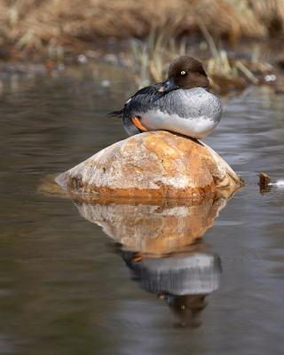 common goldeneye 10