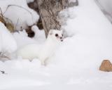 short-tailed weasel 4