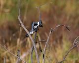 belted kingfisher 6.