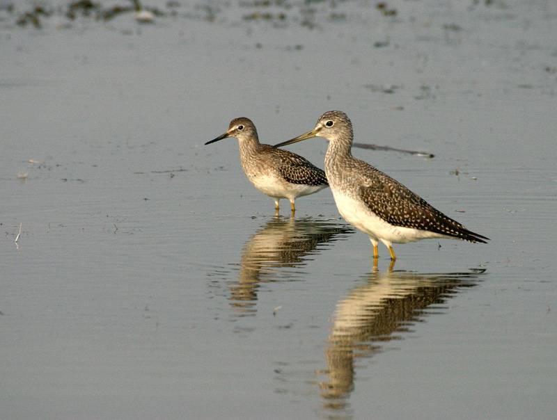 greater & lesser yellowlegs