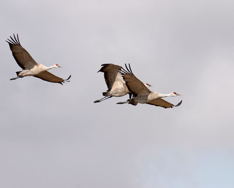 sandhill cranes 2