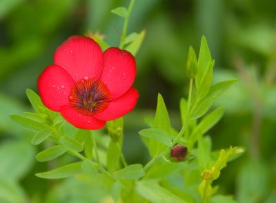 Red Flower.jpg