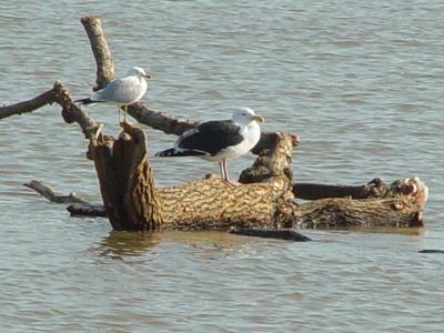 Great Black-backed 01