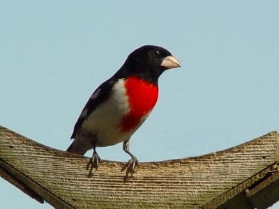 Rose-breasted 02