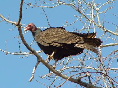 Turkey Vulture 01