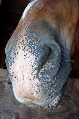 horse snout