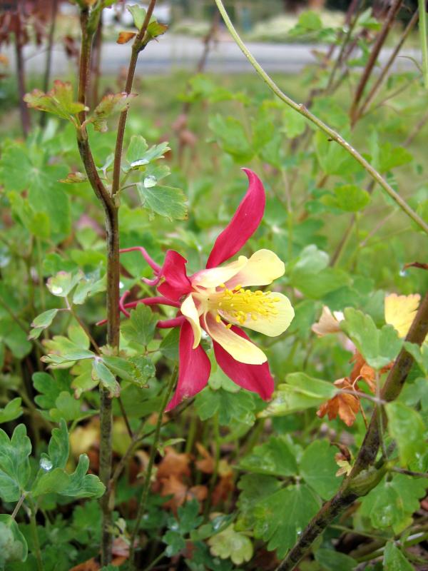 Red & Yellow Columbine