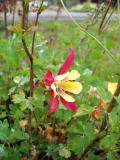 Red & Yellow Columbine