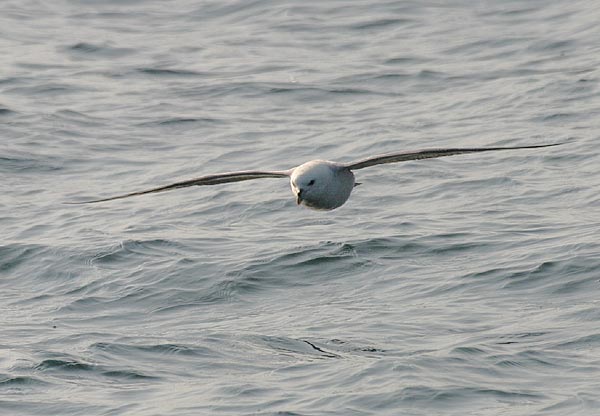 Northern Fulmar