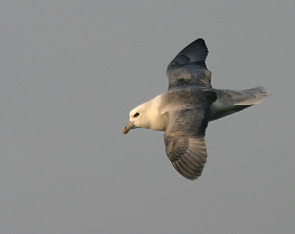 Northern Fulmar