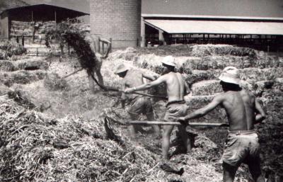 מחנה עבודה בעין דור - 1953 -  עבודה בזבל