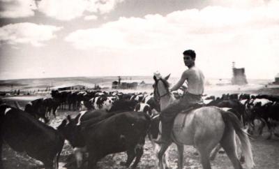 מ. ע. ברוחמה - 1952 - עזי צוקר עם עדר הבקר