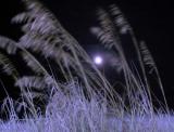 Sea Oats at Night