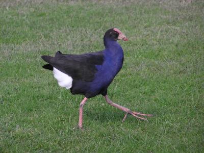 Pukeko