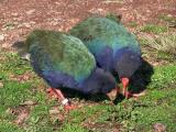 Takahe