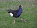 Pukeko