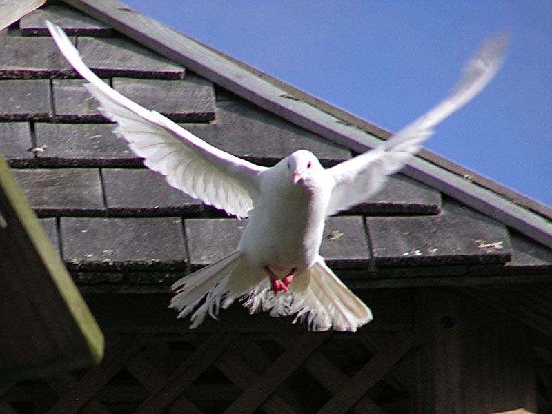 Pigeon 6.jpg