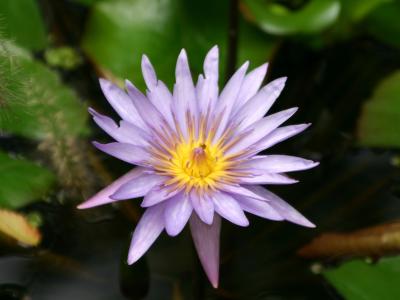 Water Lily