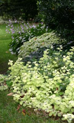 Foliage