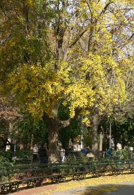 Ginkgo Tree by Georges Dog Run