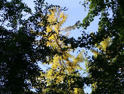 Ginkgo Branches