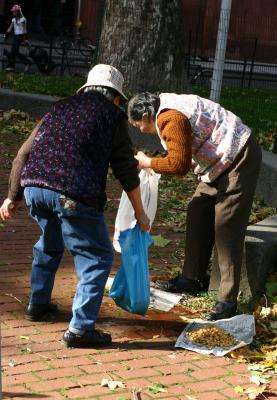 Gathering Ginkgo Nuts