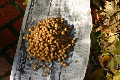 Ginkgo Nut Harvest